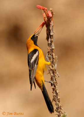 Hooded Oriole