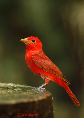 Summer Tanager