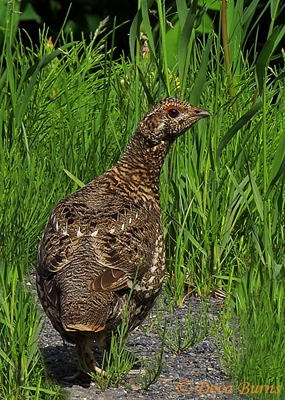 Spruce Grouse