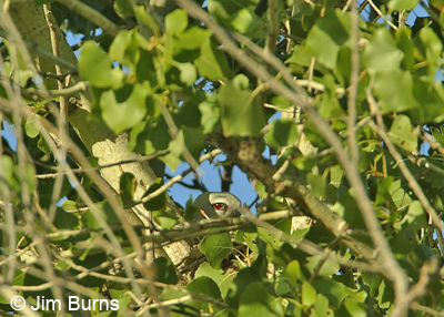 Mississippi Kite on nest