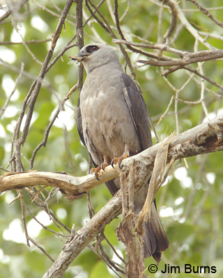 Mississippi Kite with dragonfly