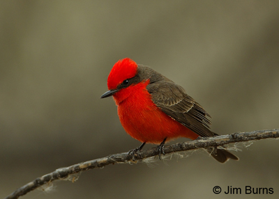 Vermilion Flycatcher male