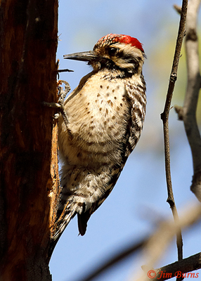 Ladder-backed Woodpecker