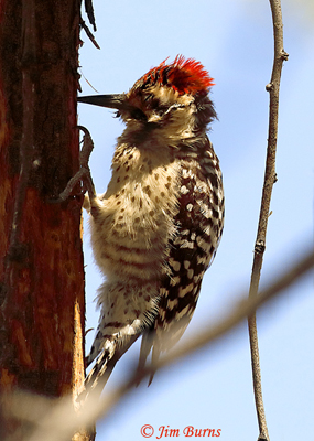 Ladder-backed Woodpecker