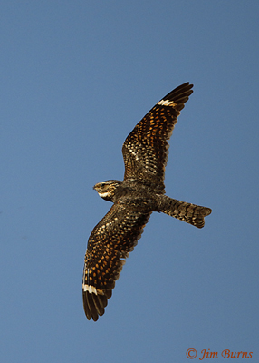 Lesser Nighthawk male dorsal view
