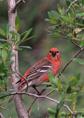 Pine Grosbeak adult male