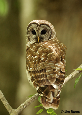 Barred Owl