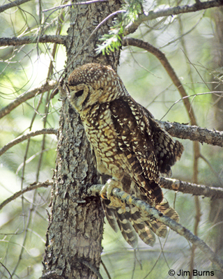 Spotted Owl