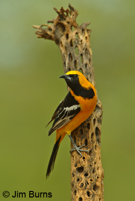 Hooded Oriole
