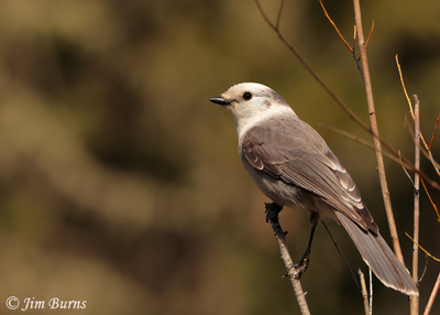 Canada Jay in willows--1813