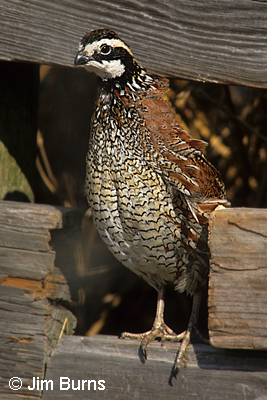 Northern Bobwhite