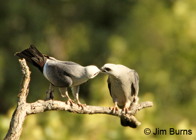 Mississippi Kite prey exchange