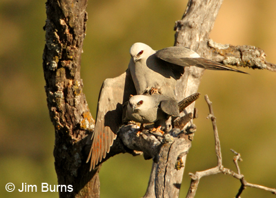 Mississippi Kites copulating