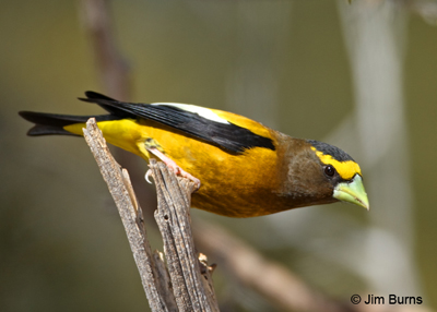 Evening Grosbeak male