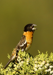 Black-headed Grosbeak
