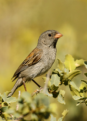 Black-chinned Sparrow