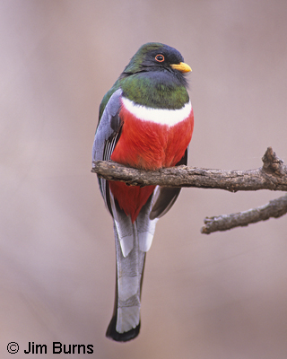 Elegant Trogon