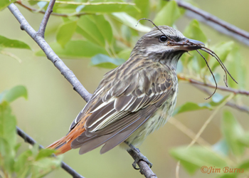 Sulphur-bellied Flycatcher with nesting material