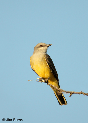 Western Kingbird