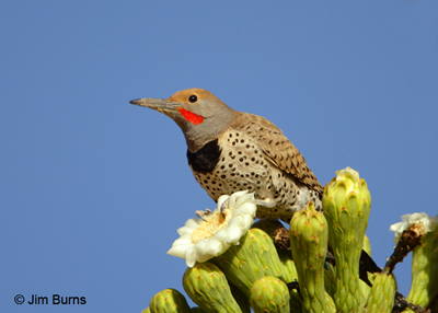 Gilded male at the Saguaro supermarket