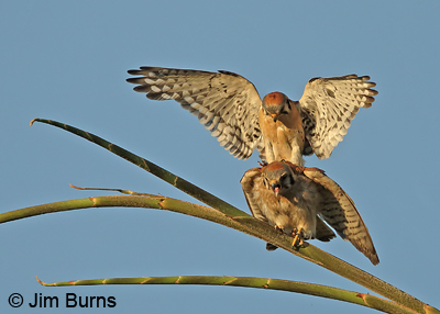 American Kestrel copulation