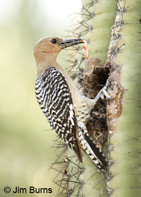 Gila Woodpecker female