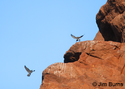 Peregrine male delivering dove