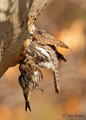Northern Pygmy-Owl with Pine Siskin for nestlings--4667