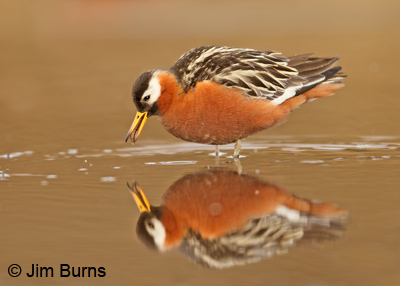 Red Phalarope female alternate plumage with mosquito larva