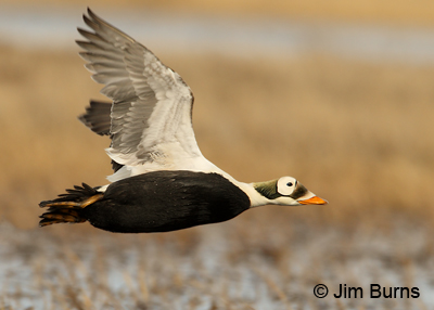 Spectacled Eider in flight