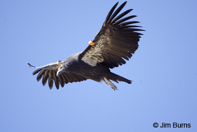 California Condor in flight