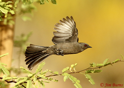 Phainopepla female