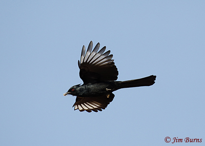 Phainopepla male