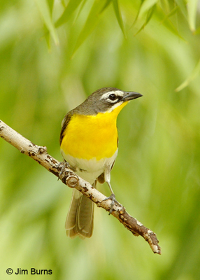 Yellow-breasted Chat