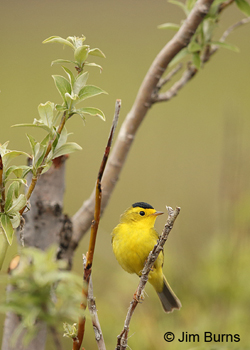 Wilson's Warbler