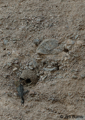 Gila Woodpecker at swallow nest