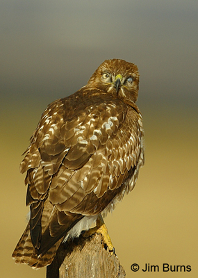 Red-tailed hawk