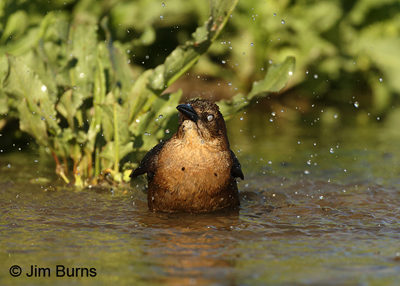 Great-tailed Grackle female bathing