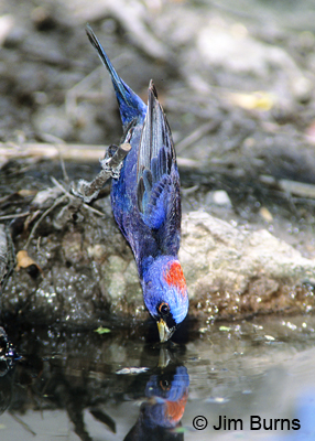 Varied Bunting drinking at waterhole