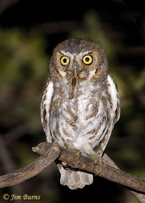 Elf Owl with scorpion