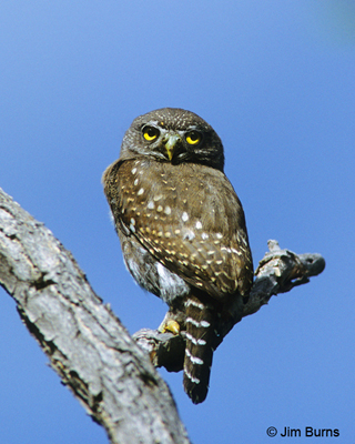 Northern Pygmy-Owl