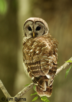 Barred Owl