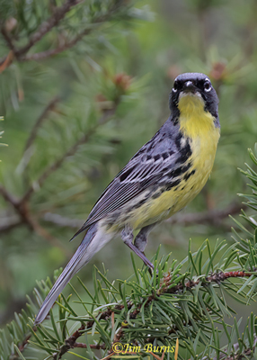 Kirtland's Warbler male portrait in Jack Pine--7559