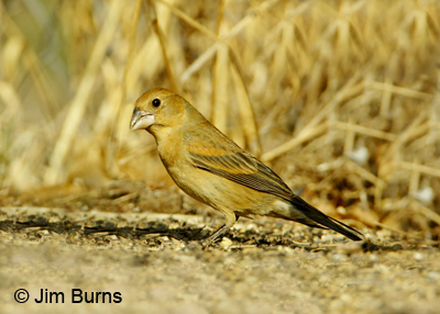 Blue Grosbeak female