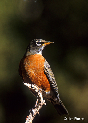 American Robin