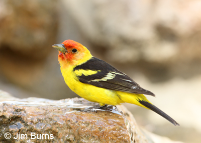 Western Tanager