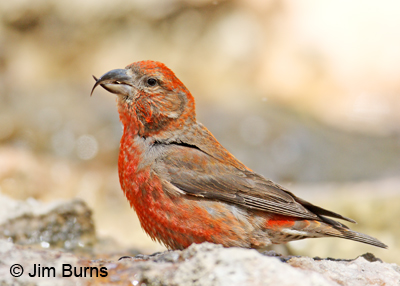 Red Crossbill