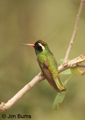 White-eared Hummingbird