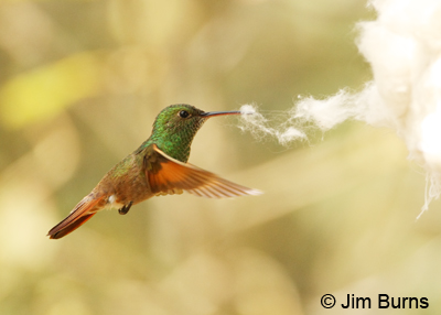 Berryline Hummingbird