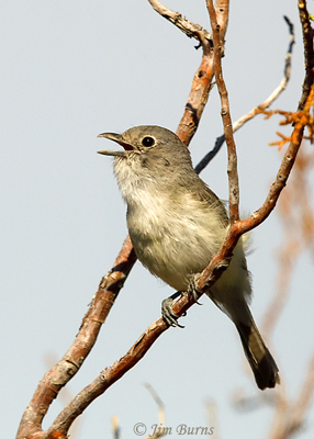 Gray Vireo singing